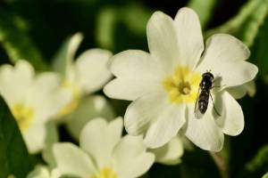 Primevères : Primevères, fleurs sauvages jaunes