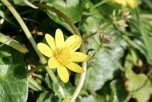 Ficaire fausse renoncule : Ficaire fausse renoncule, fleur jaune sauvage