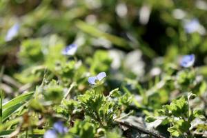 Véronique de Perse : Véronique de Perse, Petite fleur bleue sauvage