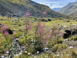 Le Col du Petit Saint Bernard : Col du Petit Saint Bernard, Montagnes, Rivière, Épilobe