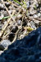 Lézard ? : Vallée de Chamonix, les Alpes, Lézard