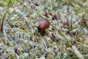 Champignon : Vallée de Chamonix, les Alpes, Tourbière, Champignon