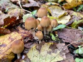 Coprinellus micaceus : Coprinellus micaceus, Champignons