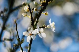 Fleurs de Prunus : Fleurs de Prunus, fleurs blanches