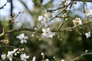Fleurs de Prunus : Fleurs de Prunus, fleurs blanches