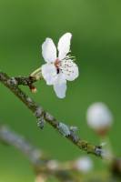 Fleurs de Prunus : Fleurs de Prunus, fleurs blanches