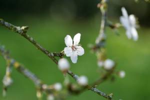 Fleurs de Prunus : Fleurs de Prunus, fleurs blanches