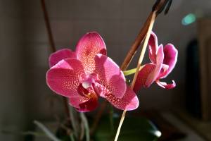 Orchidée : Tita’s Pictures, Orchidée, fleurs