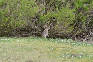 Lapin de Garenne : Tita’s Pictures, Lapin de Garenne