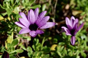 Osteospermum : Tita’s Pictures, Osteospermum, Fleurs violettes