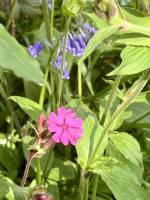 Fleurs sauvages : Tita’s Pictures, Fleurs sauvages, Compagnon rouge, Clochettes Violettes