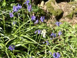 Clochette Albinos : Tita’s Pictures, Clochettes violettes, Clochette blanche, Fleurs sauvages