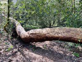 Arbre mort : Tita’s Pictures, Arbre Mort