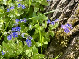 Petites fleurs bleues : Tita’s Pictures, fleurs sauvages, petites fleurs bleues