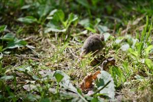 Souriceau  : Tita’s Pictures, Souriceau, Souris