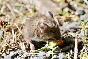 Souriceau  : Tita’s Pictures, Souriceau, Souris