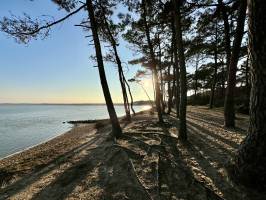 Le Veillon  : Tita’s Pictures, Plage du Veillon, Pins