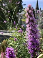 Liatris spicata : Tita’s Pictures, fleurs violettes, Liatris spicata