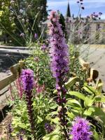 Liatris spicata : Tita’s Pictures, fleurs violettes, Liatris spicata