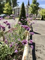 Verveine de Buenos-Aires : Tita’s pictures, fleurs violettes, Verveine de Buenos-Aires