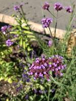 Verveine de Buenos-Aires : Tita’s pictures, fleurs violettes, Verveine de Buenos-Aires