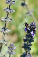 Zygaena : Tita’s Pictures, Zygaena, Insecte rouge et noir 