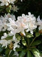 Rhododendron blanc : Tita’s Pictures, Rhododendron, fleurs blanches 