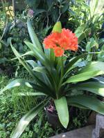 Clivia Miniata : Tita’s Pictures, Clivia Miniata, fleurs oranges, la Réunion