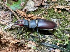 Lucanus Cervus : Tita’s Pictures, Lucanus Cervus, Lucane Cerf-volant, Insecte