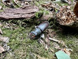 Lucanus Cervus : Tita’s Pictures, Lucanus Cervus, Lucane Cerf-volant, Insecte