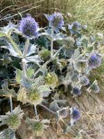 Panicauts : Tita’s Pictures, plante maritime, Panicauts, Eryngium, Chardon