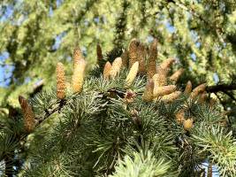 Cônes de Cèdre : Tita’s Pictures, Cèdre, cônes 