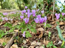 Cyclamens sauvages  : Tita’s Pictures, Cyclamens sauvages, fleurs sauvages 