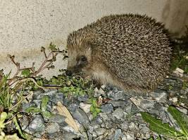 Hérisson  : Tita’s Pictures. Hérisson 