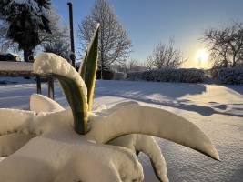 Réveil enneigé : Tita’s Pictures, Neige, Vendée 