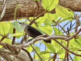 Quiscale Merle : Tita’s Pictures, Martinique, Quiscale Merle, Oiseau