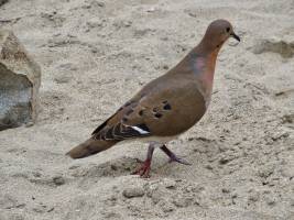 Tourterelle  : Tita’s Pictures, Tourterelle, Oiseau 