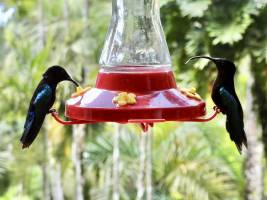 Colibris  : Tita’s Pictures, Colibri, Martinique