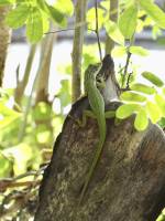 Petit Lézard ?  : Tita’s Pictures, Martinique, Lézard, Anolis extremus