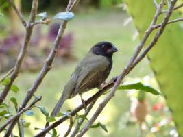 Sporophile Rouge-gorge  : Tita’s Pictures, Sporophile Rouge-gorge, Oiseau, Martinique 