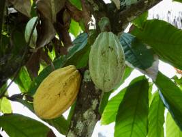Cabosses de cacao : Tita’s Pictures, Cacaoyer, Cabosse, cacao