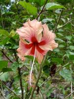 Fleur d’hibiscus  : Tita’s Pictures, Fleur, Hibiscus 