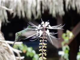 Colibri  : Tita’s Pictures, Martinique, Colibri 